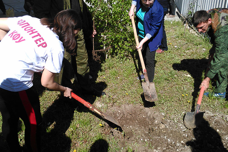Посадка кустарников на территории библиотеки